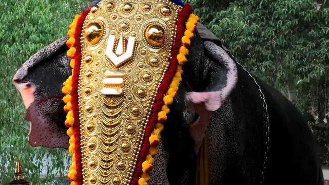 A decorated elephant taking part in a procession during a temple festival in Kerala, India
