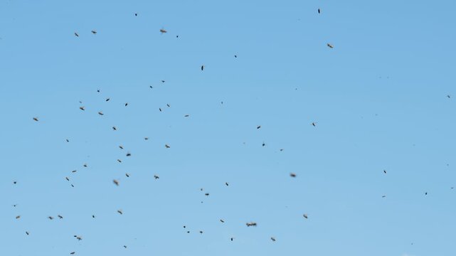 Large swarm of honey bees flying near an apiary on a clear day. Active bee colony during beekeeping season and natural pollination process.