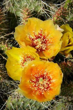 Yellow and Orange Plains Prickly Pear Cactus Blooming in the Spring in the Terry Redlands Wilderness Study Area in Montana.