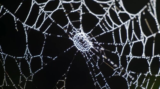 Intricate spider web with water drops close up.