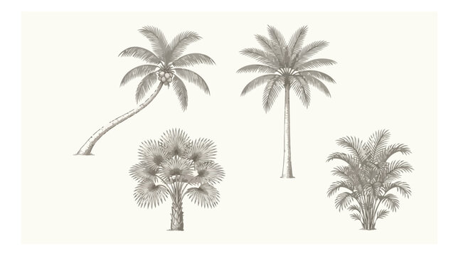Vintage palm tree illustrations, set of 4 hand drawn tropical botanical vectors, antique engraved style palm trees for summer branding and decor