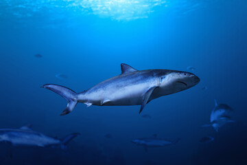 Naklejka premium Group of great white shark swimming in the ocean