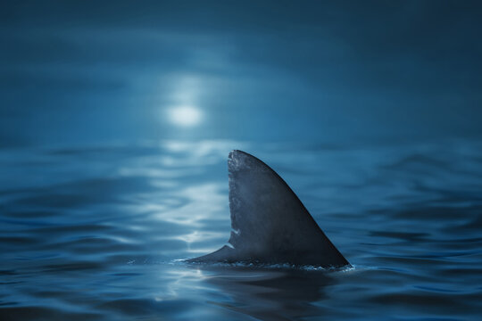 Great white shark fin over the ocean at night