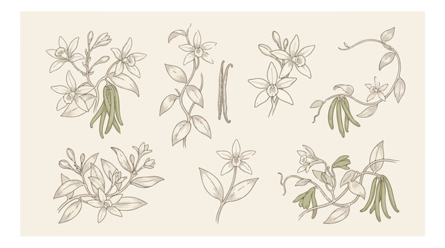 Vintage vanilla flower botanical illustrations, hand drawn vanilla orchid branches and beans vector set, elegant floral sketches for organic packaging