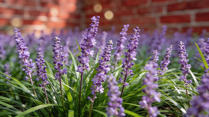 Obraz premium Purple Liriope Muscari Flowers Blooming in a Lush Garden Setting