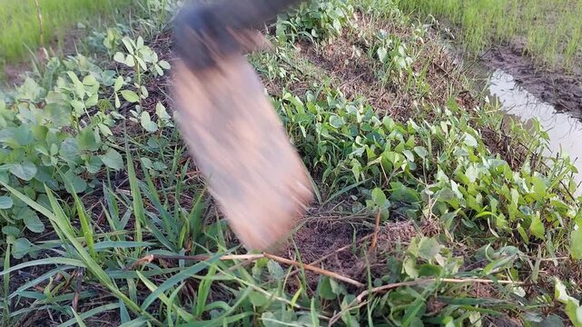 Close-up of farmer hand weeding using a hoe to remove grass and weeds from the soil in the morning. Traditional agricultural work and organic farming concept.