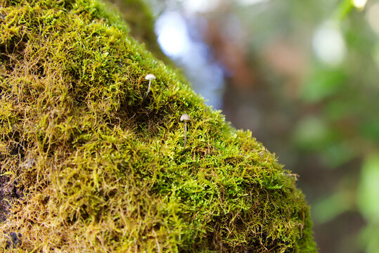 Tiny mushrooms growing in moss on tree stump. Photo taken in Margaret River, Western Australia during autumn.