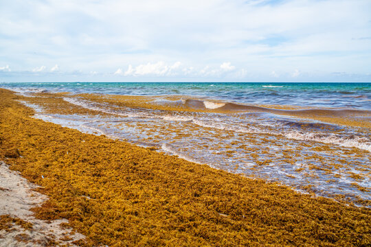 Massive accumulation of the brown sargassum seaweed ruins the tropical ocean landscape during the summer season at Hollywood Beach.