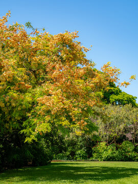 The lush canopy of the exotic Cassia javanica tree with bright yellow and orange flowers stands in the Florida public garden area.
