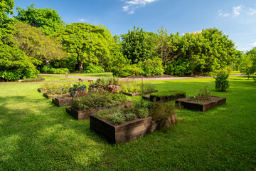 Obraz premium Multiple raised wooden planter boxes full of green plants and blooming flowers stand on the green lawn in the Florida park.