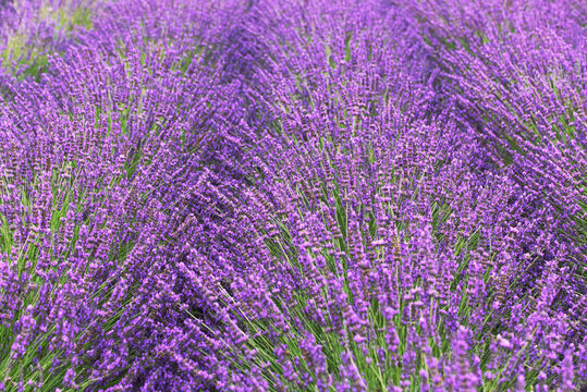 Fields of Lavender shown close up. Image depicts a sea of  lilac and violet flowers. Photo taken during summer in Cape Town South Africa.