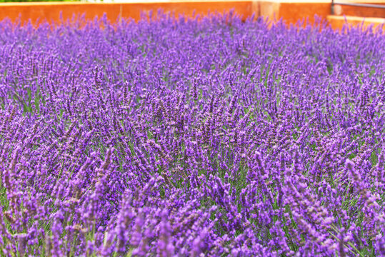 Fields of Lavender shown close up. Image depicts a sea of  Lilac and violet flowers. Photo taken during summer in Cape Town South Africa.