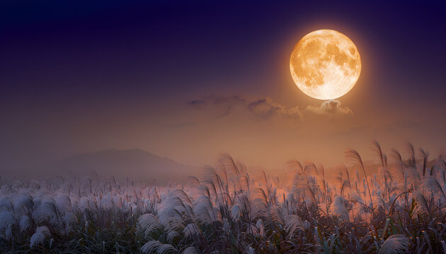 Bright full harvest moon over a silver grass field at night