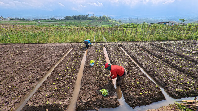 Asian farmer planting mustard greens vegetable seedlings in a fertile agricultural field, traditional farming lifestyle in Indonesia