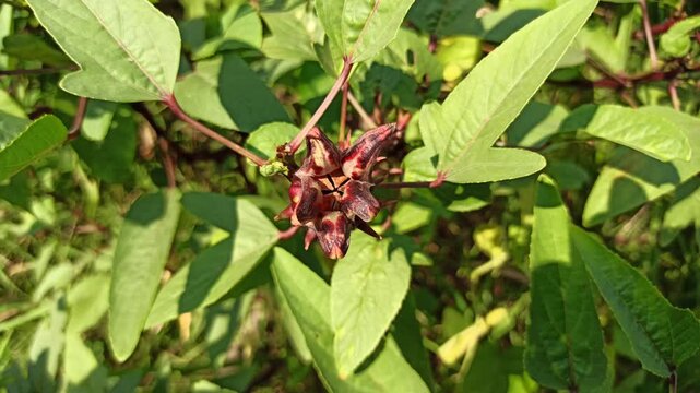 Healthy Hibiscus sabdariffa plant displaying distinctive red calyces and green foliage, widely cultivated for culinary, beverage, and ornamental purposes.