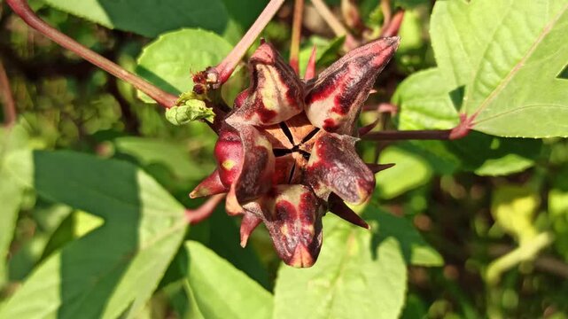 Healthy Hibiscus sabdariffa plant displaying distinctive red calyces and green foliage, widely cultivated for culinary, beverage, and ornamental purposes.