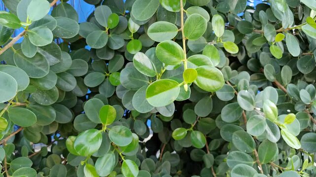 Dense Ficus microcarpa foliage forming a natural green background, highlighting leaf texture, lush vegetation, and tropical botanical patterns.