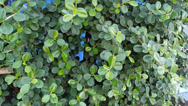 Dense Ficus microcarpa foliage forming a natural green background, highlighting leaf texture, lush vegetation, and tropical botanical patterns.