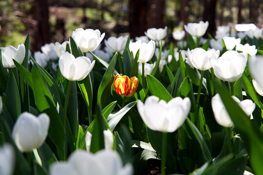 Golden yellow and red tulip surrounded by field of white, creating a striking juxtaposition of colour. Photo was taken during golden hour in the afternoon to create atmosphere and accentuate focus.