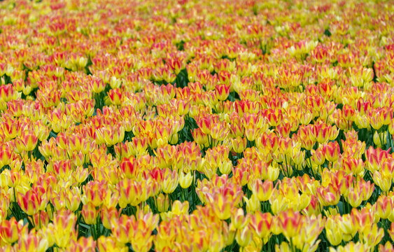 Spring Tulips in full bloom with expressions of warm yellows and reds, creating an atmospheric scene of new life and explosions of colour. Creative depth of field used to enhance colour and atmosphere
