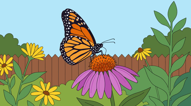 Butterfly Resting on Purple Coneflower in Pollinator Garden