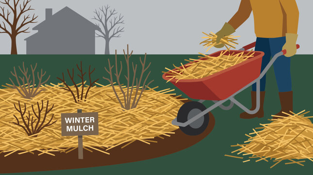 Mulching Flower Bed with Straw for Winter Protection