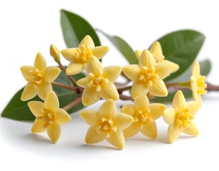 Obraz premium Yellow Hoya Hoka Vine - yellow isolated on white