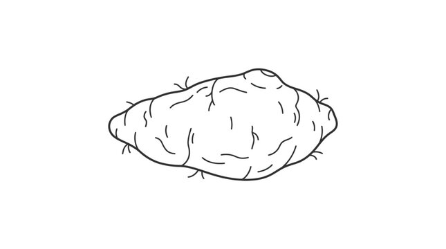 A detailed black and white line art illustration of a single raw sweet potato.
