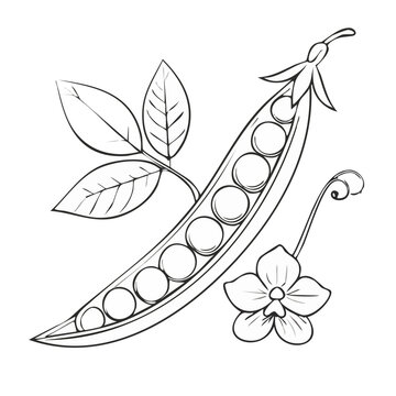 Line art illustration of a pea pod with leaves and flower