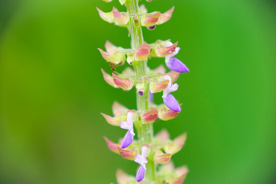 Close-up of Plectranthus monostachyus wildflower blooming in a park