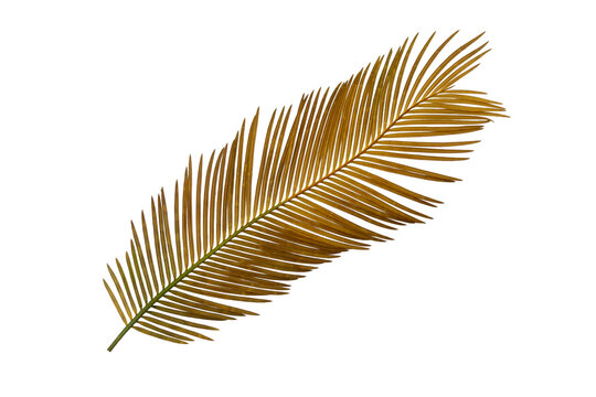 Single dried palm frond isolated on white background, golden brown cycas leaf element for bohemian graphic design decoration