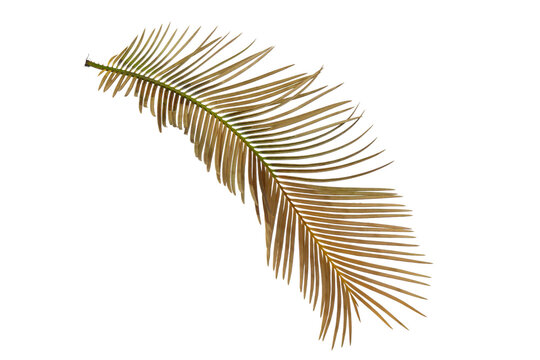 Single dried palm frond isolated on white background, golden brown cycas leaf element for bohemian graphic design decoration