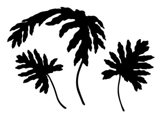 Vector Philodendron tropical leaves silhouette set. Hand drawn black and white botanical element with decorative shape. Flora design for logo icon template. Natural clipart collection for stamp art. © NadyaSaen 