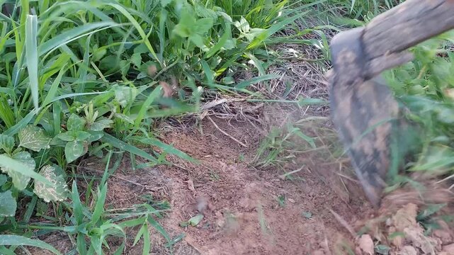 Close-up of farmer hand weeding using a hoe to remove grass and weeds from the soil in the morning. Traditional agricultural work and organic farming concept.