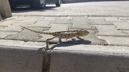 Mediterranean Chameleon Walking Across Paved Sidewalk in Bright Sunlight © Stanislav