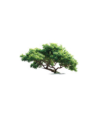 Fototapeta premium tree isolated on white background