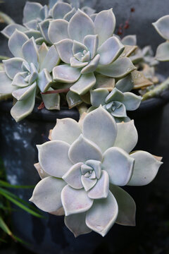 botanical background of echiveria succulents, rainy day