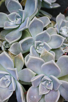 botanical background of echiveria succulents, rainy day