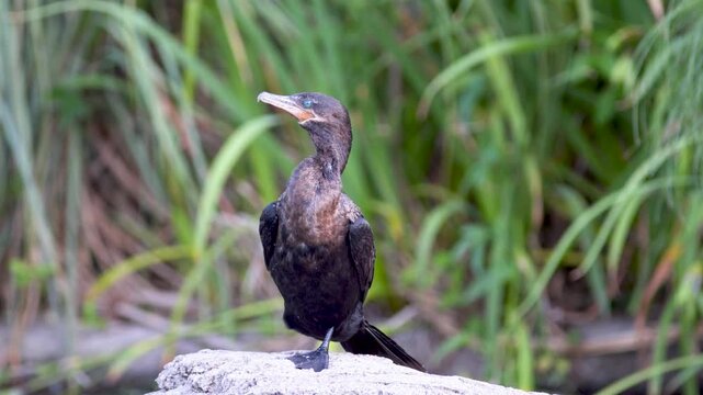 A cormorant stands quietly on a rock surrounded by vibrant green foliage. Ideal for wildlife studies or nature documentaries.