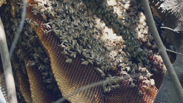 A vibrant colony of honeybees covers a natural beehive nestled in a tree. Ideal for wildlife documentaries or educational content on bee behavior and ecology.