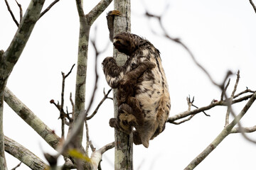 sloth © andre_zumak