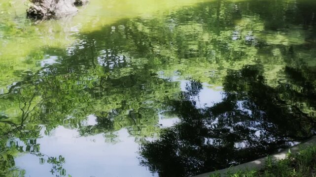 森の緑を映して揺らめく池の水面と自然の風景