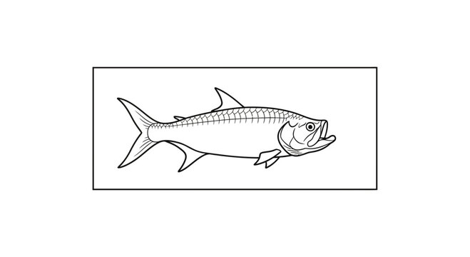 Tarpon Fish Illustration - Line Art Drawing of a Saltwater Game Fish