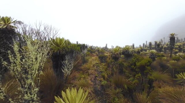 Walk through endemic frailejones Espeletia field on misty Andean volcanic slope near Murillo, Colombia. Highland p&aacute;ramo landscape, cinematic nature footage.