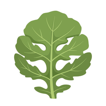 Indented Bright Green Arugula Leaf Flat Vector Illustration
