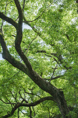 Fototapeta premium 夏の日差しに輝く爽やかな森の新緑を見上げる風景