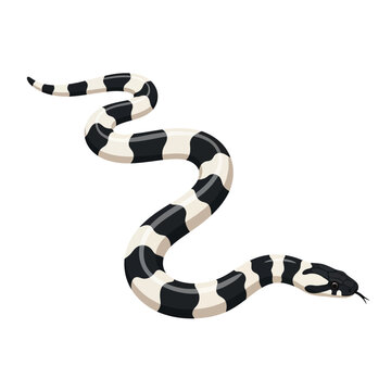 Banded Sea Krait Marine Snake Flat Vector