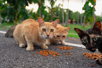 cat © Andrey