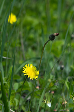 Bright yellow hawkweed flower and closed bud rise above lush green grass. Vertical natural background with soft bokeh, rich spring tones and organic depth, perfect for eco or wellness design projects