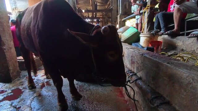 Video of Dark brown cow stands in muddy stall. Another cow nearby, head lowered, appears calm. Browse sitting in background, observing quietly. Cows for the Eid al-Adha Qurban ritual. 4K Footage